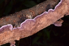 Phlebiopsis crassa