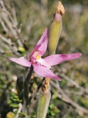 Caladenia latifolia