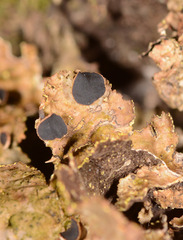 Pseudocyphellaria neglecta