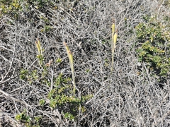 Caladenia latifolia