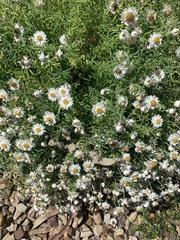 Rhodanthe anthemoides