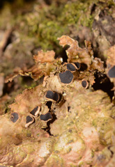 Pseudocyphellaria neglecta