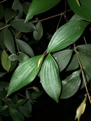 Trochocarpa laurina