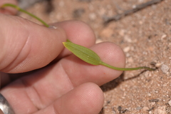 Eriochilus dilatatus
