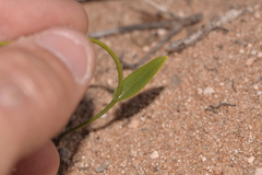 Eriochilus dilatatus