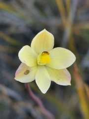Thelymitra flexuosa
