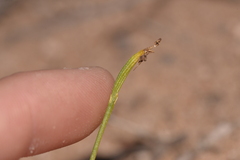 Eriochilus dilatatus