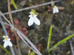 Stylidium perpusillum