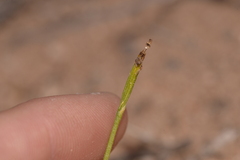 Eriochilus dilatatus