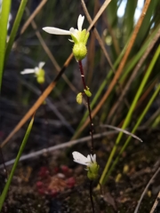 Stylidium perpusillum