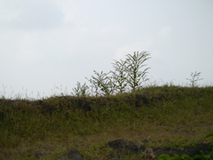 Adelocaryum lambertianum