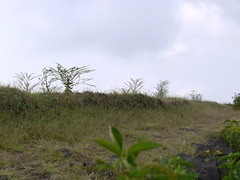 Adelocaryum lambertianum