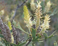 Petrophile shuttleworthiana