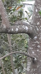 Funambulus palmarum