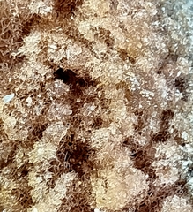Polycephalomyces tomentosus