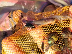 Liobagrus aequilabris