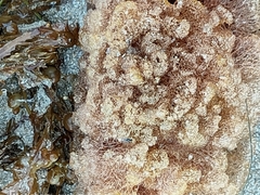 Polycephalomyces tomentosus