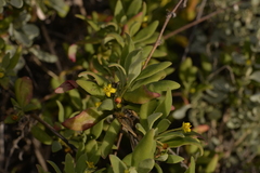 Tetragonia implexicoma