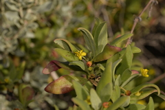 Tetragonia implexicoma