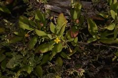 Tetragonia implexicoma