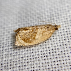 Acroceuthes metaxanthana