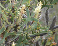 Petrophile shuttleworthiana