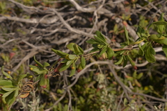 Tetragonia implexicoma