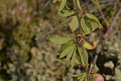 Tetragonia implexicoma