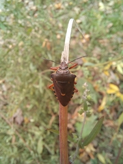 Pinthaeus sanguinipes