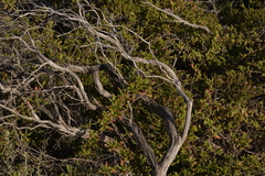 Tetragonia implexicoma