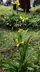 Trimezia steyermarkii