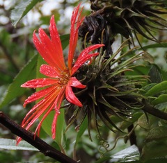 Mutisia lanata