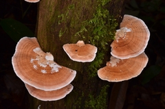 Trametes modesta