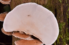 Trametes modesta