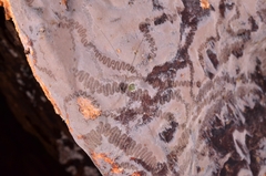 Erythromyces crocicreas