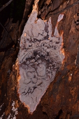 Erythromyces crocicreas