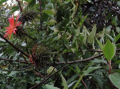 Mutisia lanata