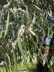 Agonis flexuosa