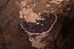 Nigroporus