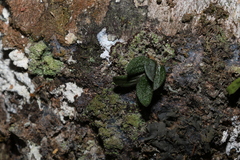 Dendrobium linguiforme nugentii