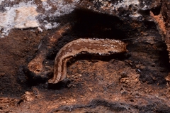 Meghimatium pictum