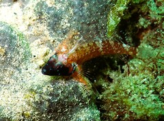 Enneapterygius atrogulare