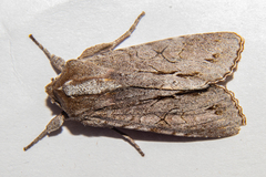 Ichneutica ustistriga