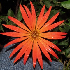 Mutisia lanata