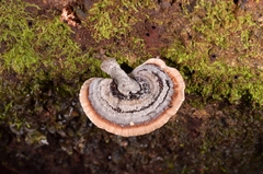 Microporus