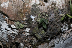 Dendrobium linguiforme nugentii