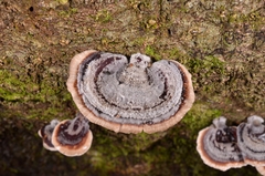 Microporus