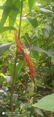 Acalypha hispida