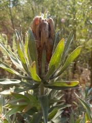 Protea coronata