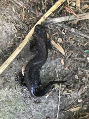 Triturus cristatus